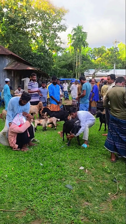 🙆🐏😭🥺Watch the goat stealing technique