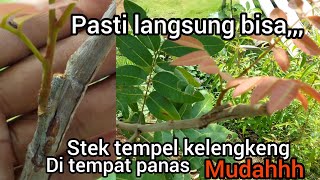 cara tempel 1 mata tunas pohon kelengkeng yang mudah berhasil di tempat terbuka