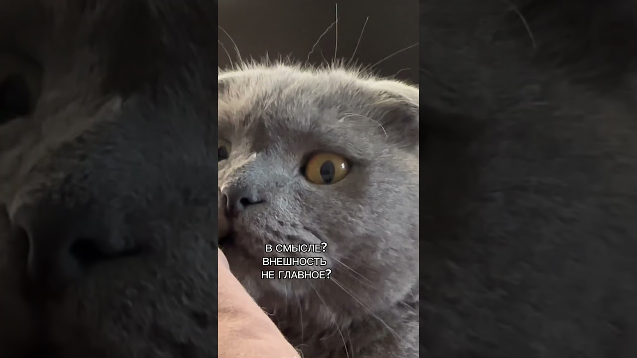 КРАСИВЫЙ КОТ🐾