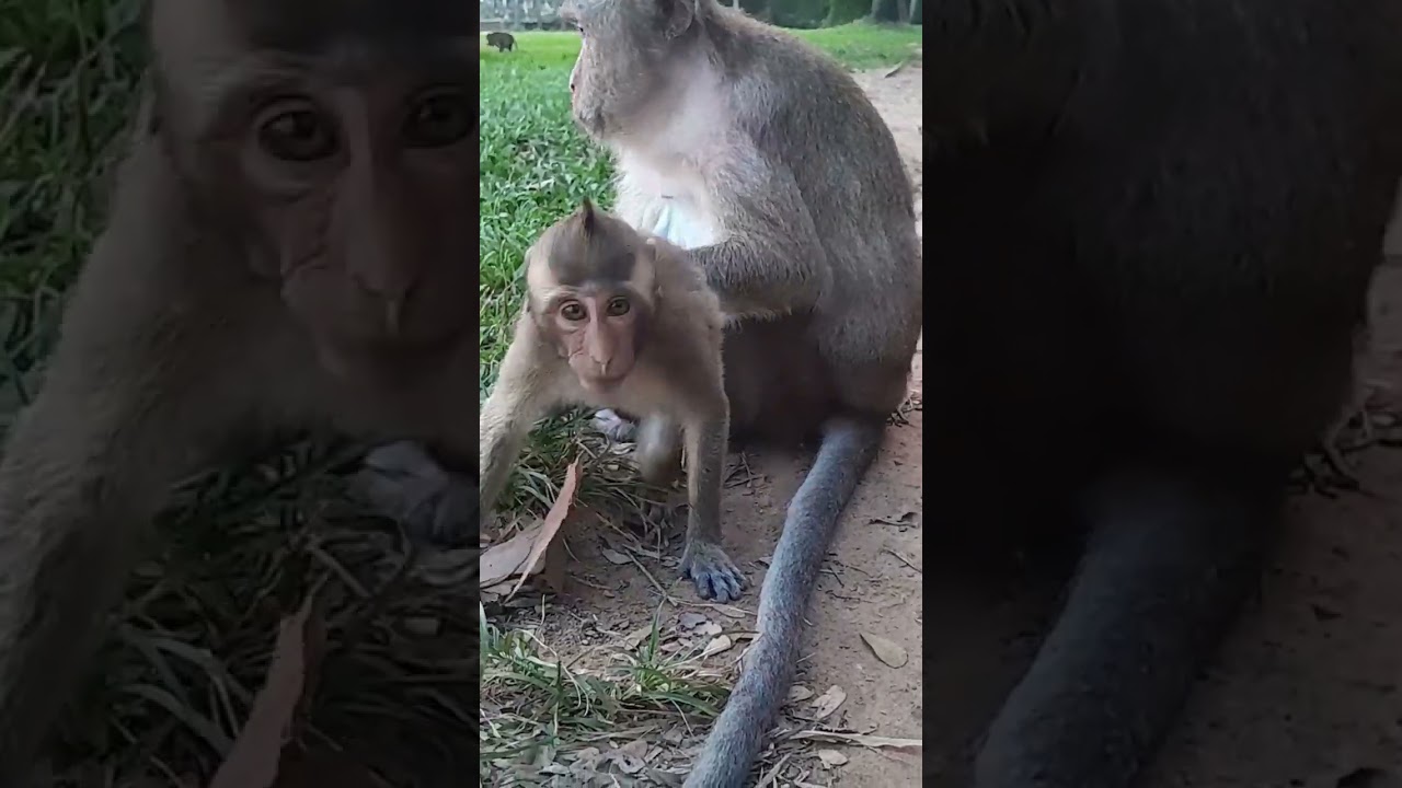 Baby monkey sitting 🐒🐵🐵🐒🐒play