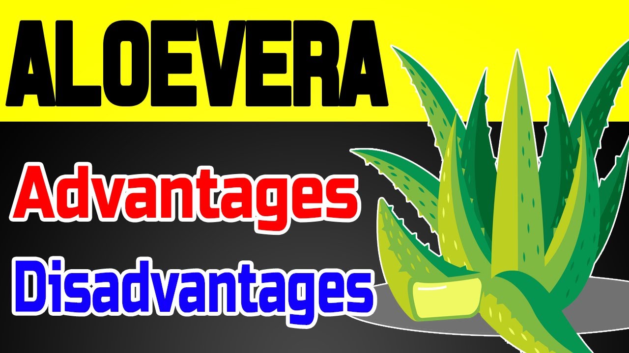 Advantages and Disadvantages of Aloe Vera [2020] Merits and Demerits