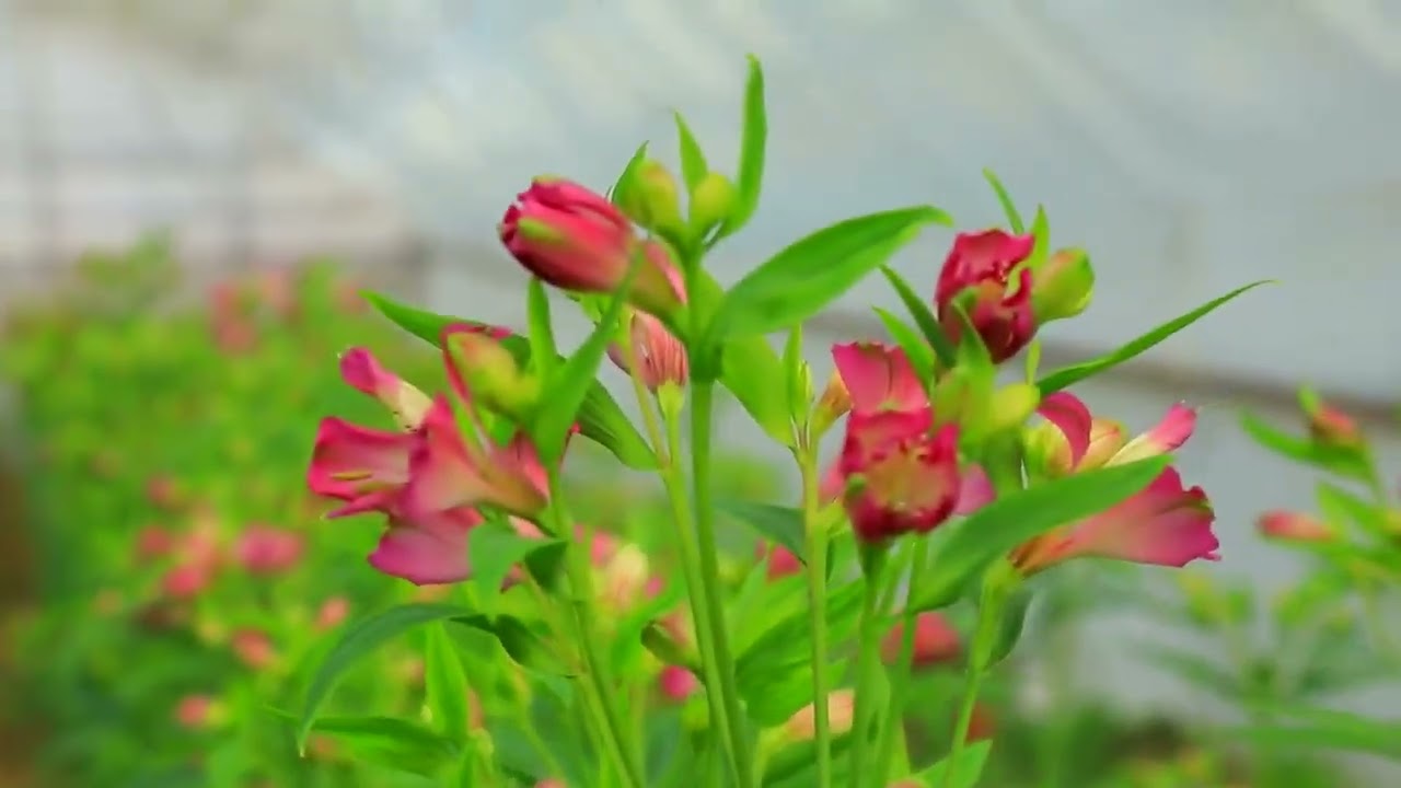 TOSHLOQDA GULLAR OLAMI: ELYOR KARIMOVNING MUVAFFAQIYATLI YO‘LI.