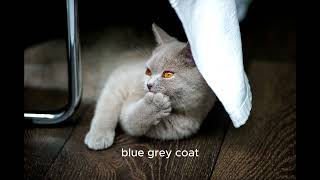 British Shorthair by AFFINITYX#allaboutanimals# 23 views 6 months ago 53 seconds