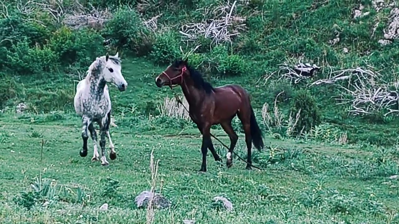 SAIRAM vlog 2:Horse neighing and whinnying in the SAIRAM park