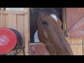 180 VR 3D Footage of Horses in Sydney Australia 2019