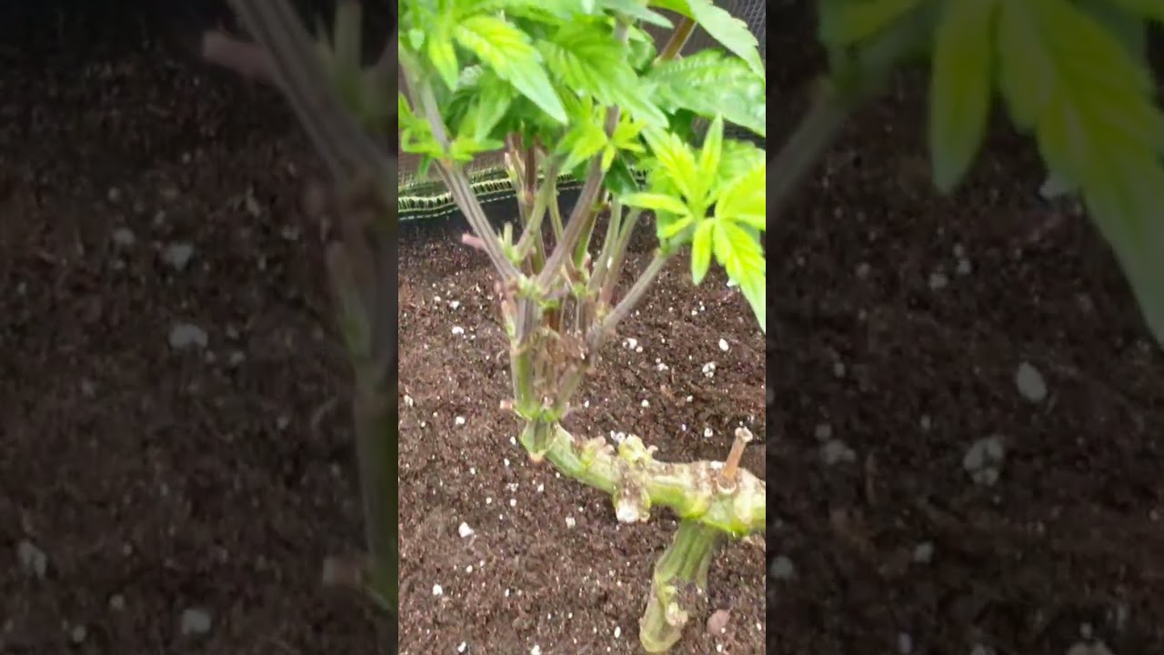 „Mainlining Update: 32 & 64 Colas + Wurmhumus Upgrade 🌱“