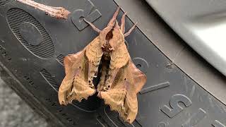 The Blinded Sphinx Moth Haning Around