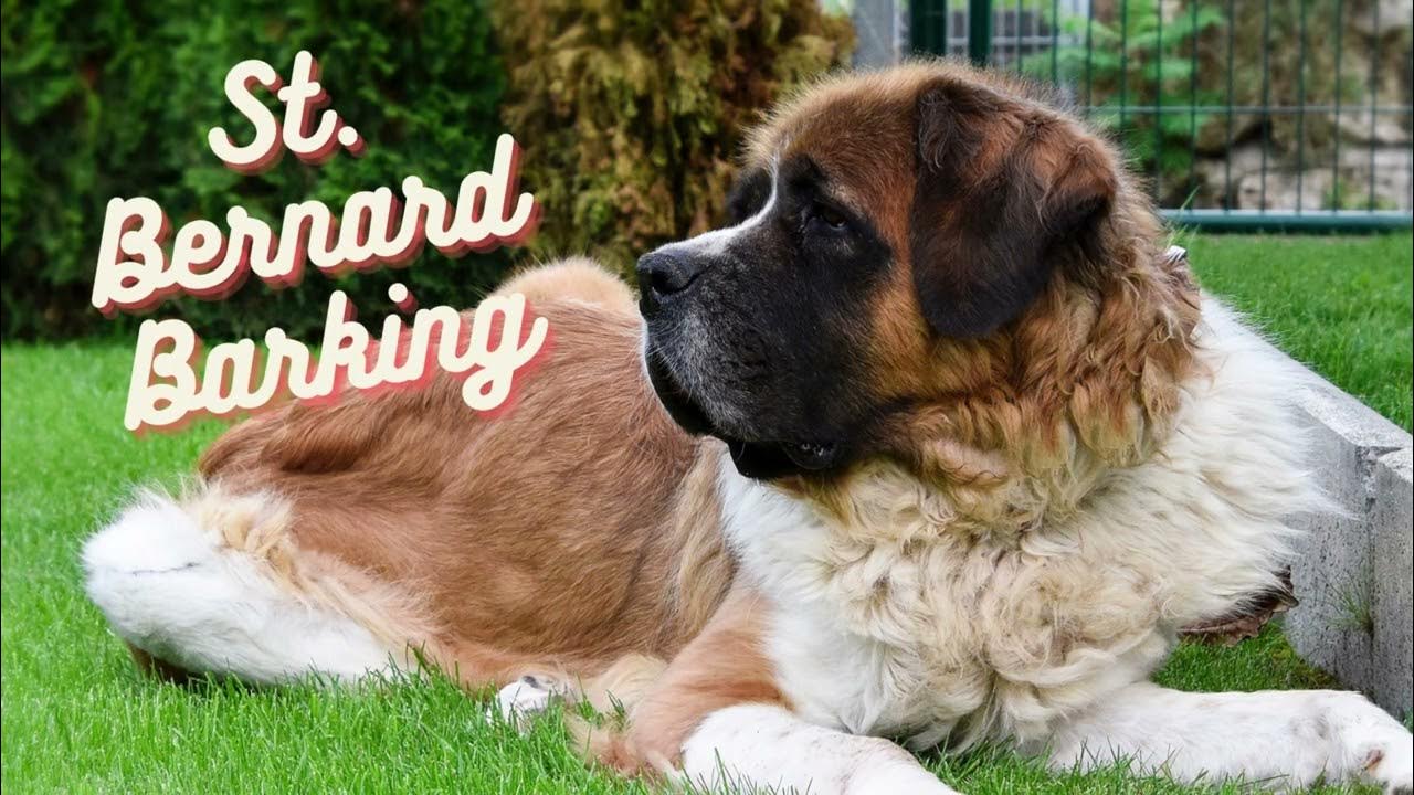 [St. Bernard Barking] 30s dog barking sound to make your dog bark! YouTube