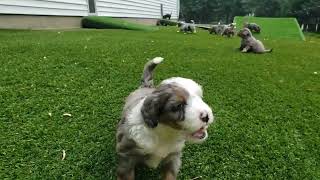 Bernedoodle Puppies Playing Outside - Destiny's Litter -