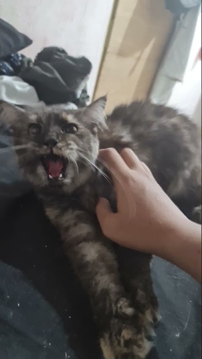 kucing Jane nafas cepat dan nafas keras