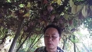 으름농장 (주말농장) 으름열매.수확대박 임니다..(김부장.010 8033 4624) 2015 10 18