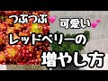 【多肉植物】つぶつぶ💓レッドベリーの増やし方❣️