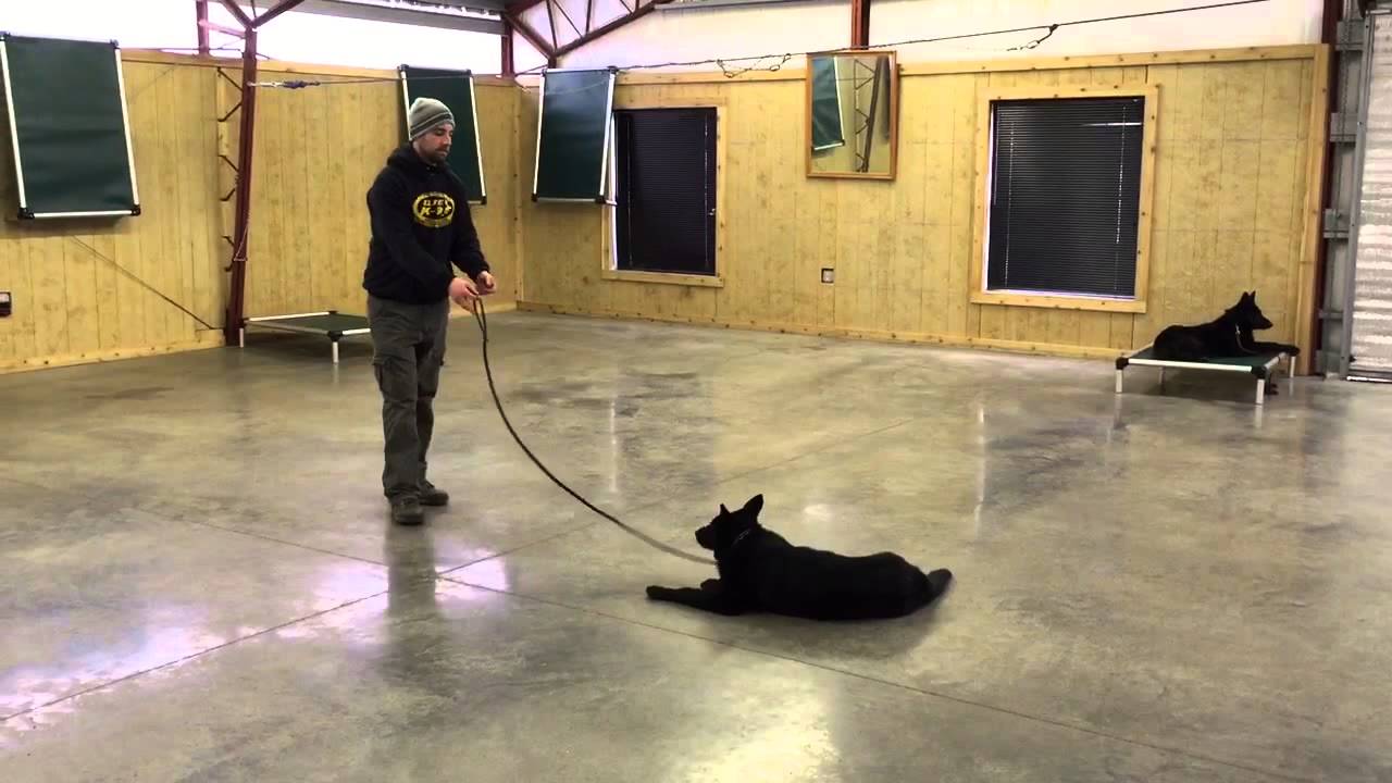 video phone beyonce mp3 Black German Shepherd Female