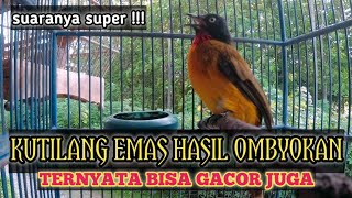 Suara super❗Kutilang Emas mata putih dari ombyokan ternyata bisa gacor juga