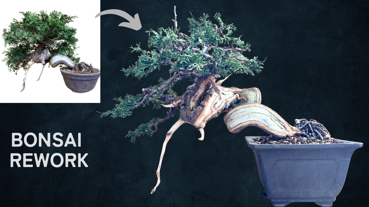 Bonsai Redesign ASMR | Revealing the Movement of the Trunk