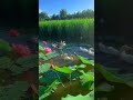 🍃 Satisfying Flow Wave Clip | #shorts #relax #aesthetic #ocean
