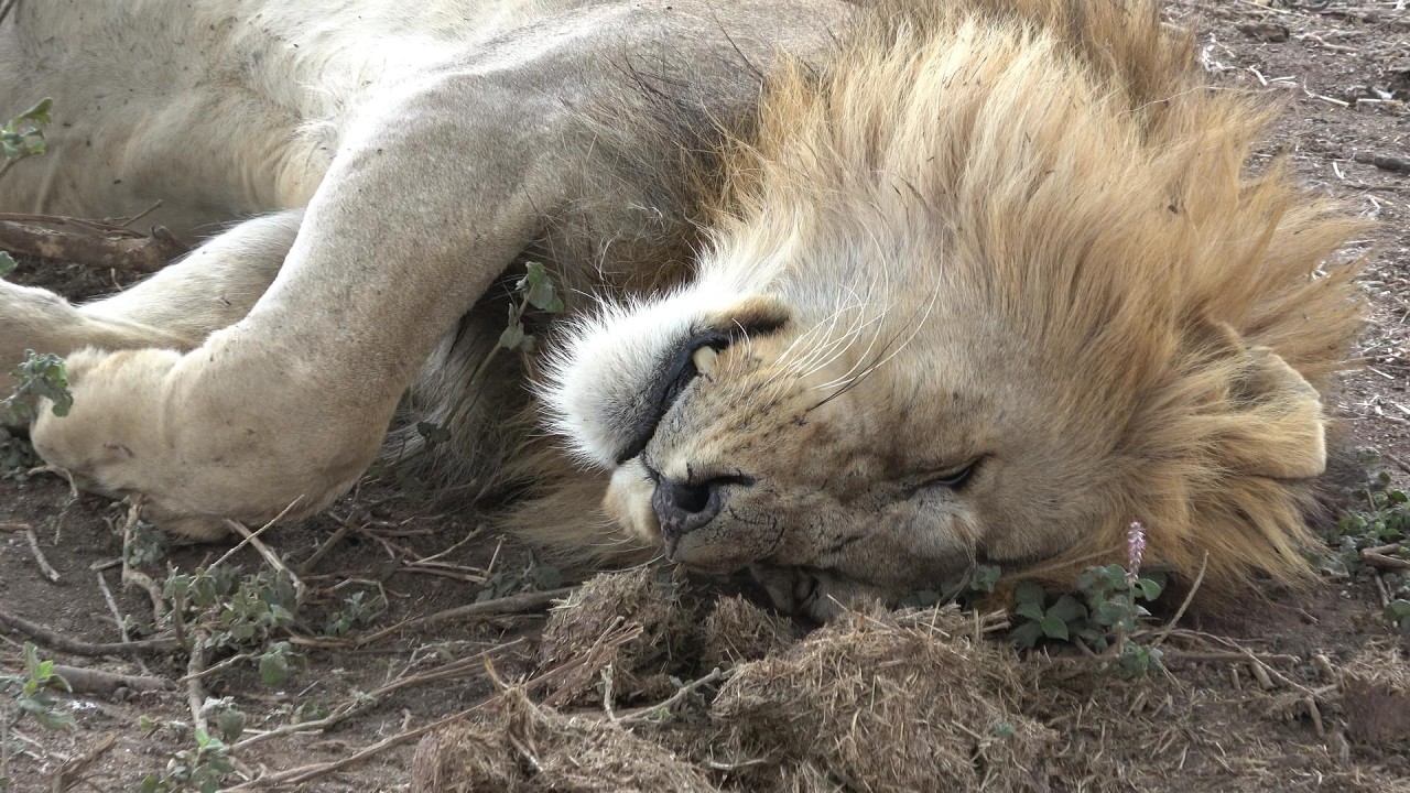 Утро в Серенгети с Эводи — 5 октября 2025 года
