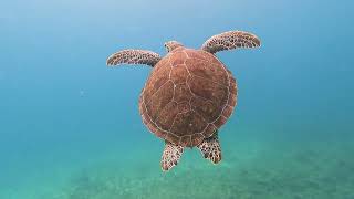 Scuba Diving with Sea Dwellers in Key Largo, FL 2023