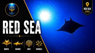 Red Sea 2022 – Brothers, Daedalus & Elphinstone | Scuba Diving