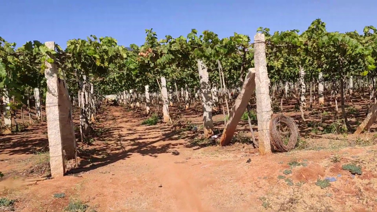 Grape Garden, Baranayakana halli, near Nandi Hills YouTube