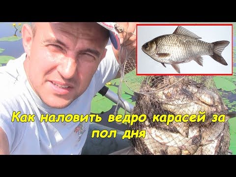 Video: Балык уулоо. Май балыкчылар үчүн бейиш