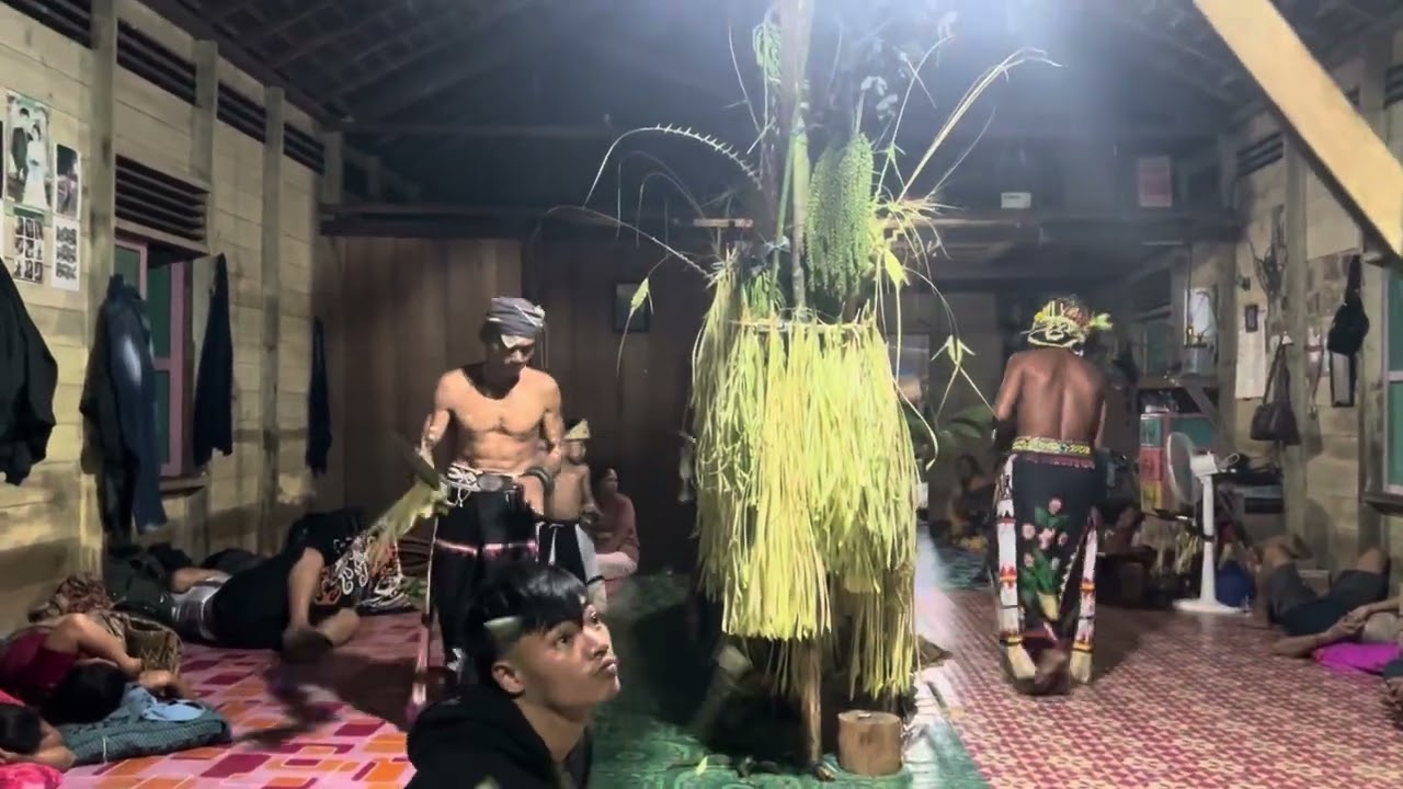 Budaya Dayak Teboyan #Belian_Tihang_Potong_Longan_Bulau Desa Liang Buah #kalimantantengah