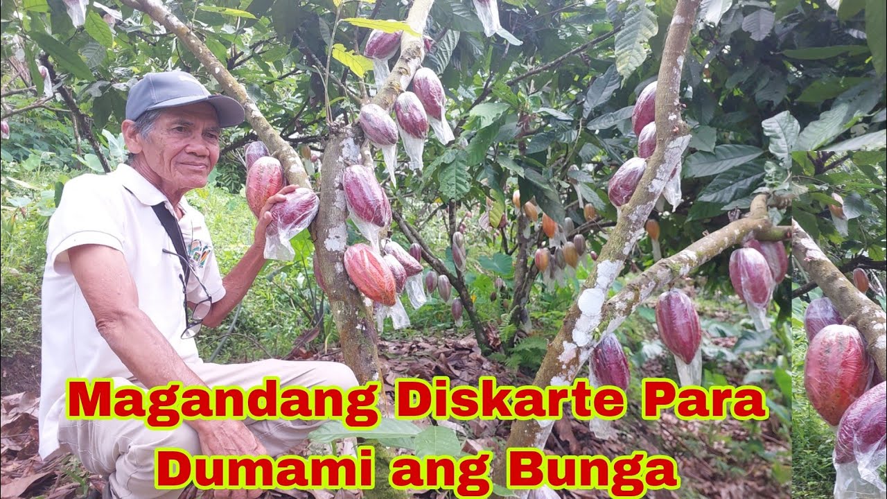 3 Expert Tips Para Dumami ang Bunga ng Cacao
