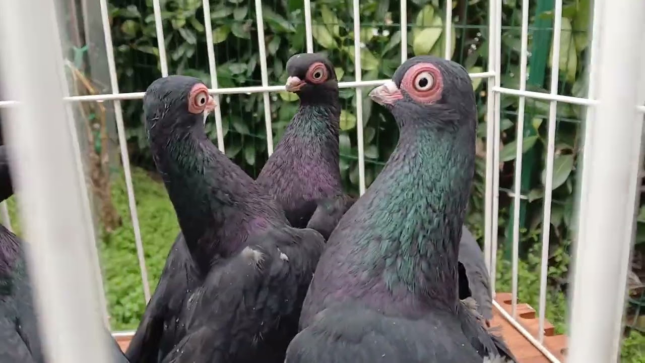 Wiener Kurze in schwarz