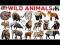 Wild Animals for Kids 🦁🐯🐘 | Learn 30 Wild Animals Names in English | #animals #wildanimalsforkids