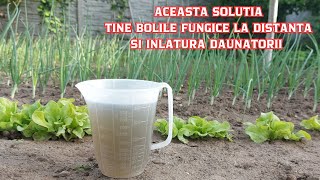 solution from celandine insecticide, fungicide 100% organic