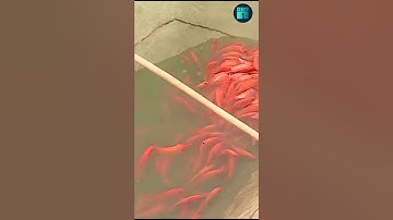 Ông Công ông Táo: Cá chép đỏ tăng giá, làng nuôi cá được mùa #shorts | VTC1