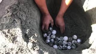 Sea Turtle Eggs Transfer to Safe Location