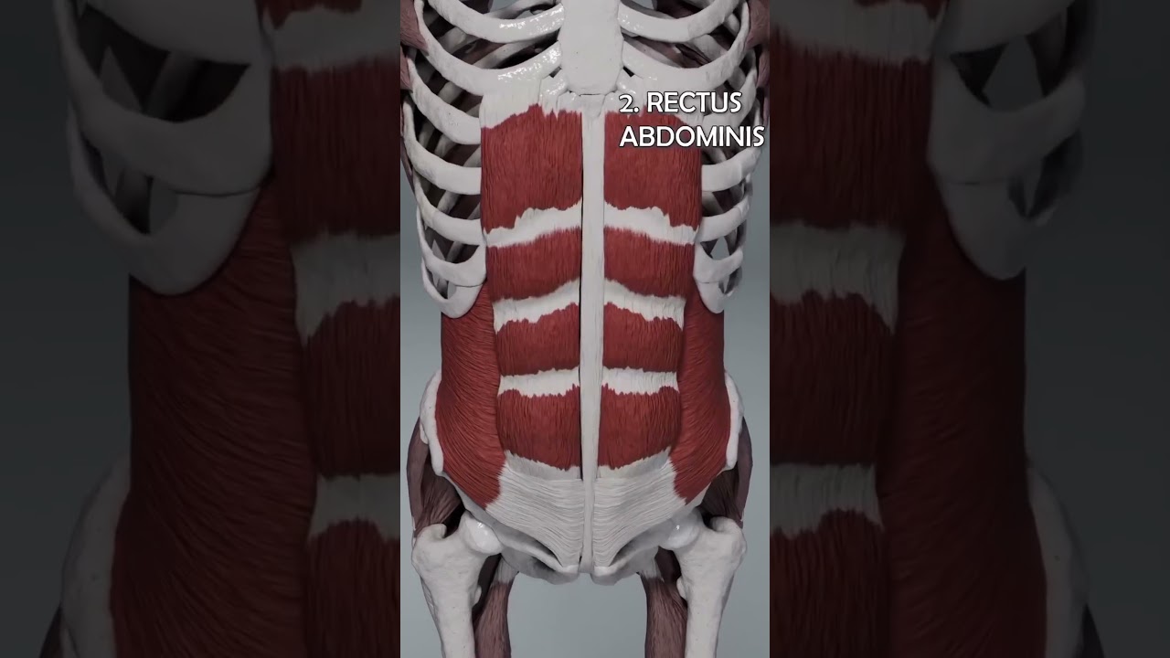 CORE Gihar Abdominalak