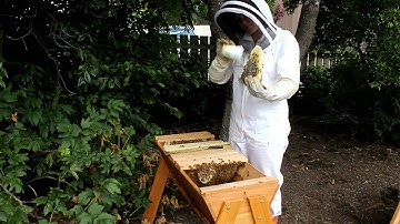 How to Sugar Shake a Top Bar Hive as an Organic Treatment for Varroa