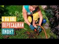 НЕ ПЕРЕСАЖИВАЙТЕ ПИОН, ПОКА НЕ ПОСМОТРИТЕ ЭТО ВИДЕО! / Садовый гид