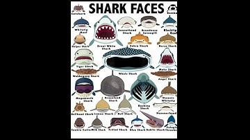 Thumbnail of Episode 12 | Megamouth Shark #NATanimals