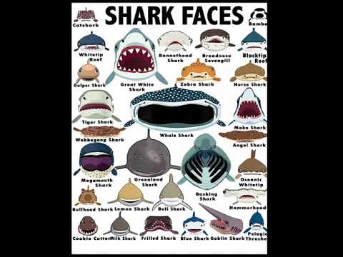 Video: Žralok veľkoústy pelagický: fotografia, popis
