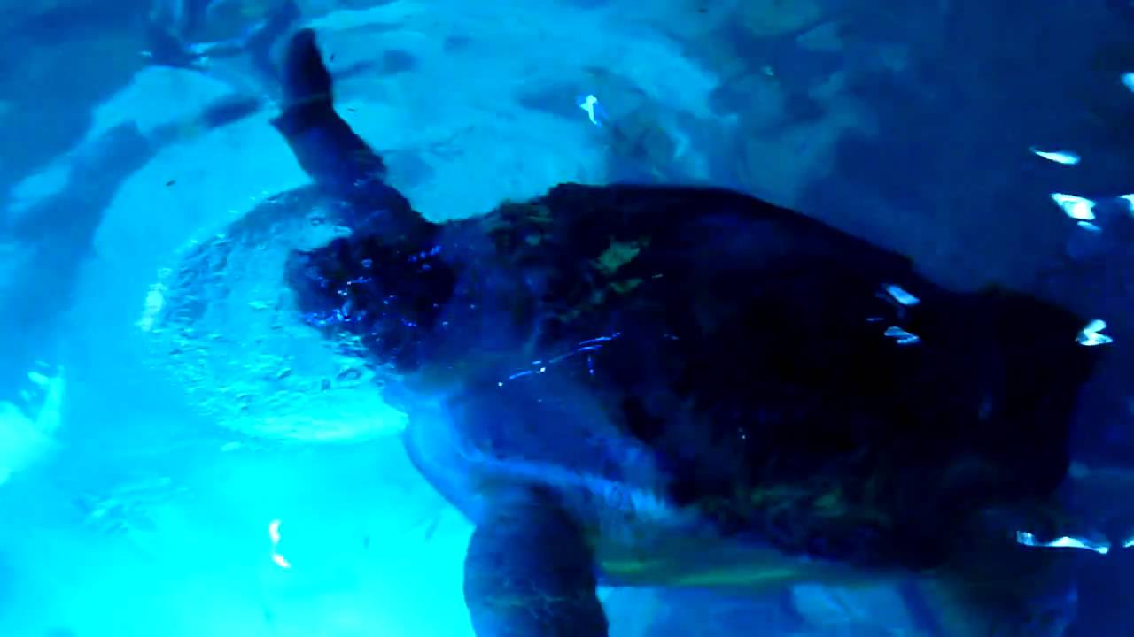Myrtle the turtle at Boston Aquarium YouTube