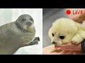 【海遊館】2022年4月1日　ワモンアザラシ・ミゾレ1歳記念LIVE