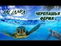 Шри Ланка.Ферма черепах.#srilanka