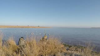 Bufflehead Chose The Wrong Hole