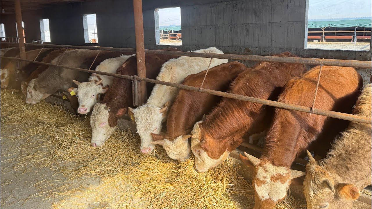 Smentql molqri zor keldi👍👍