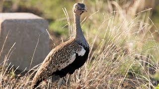 Red-Crested Korhaan Call Sound