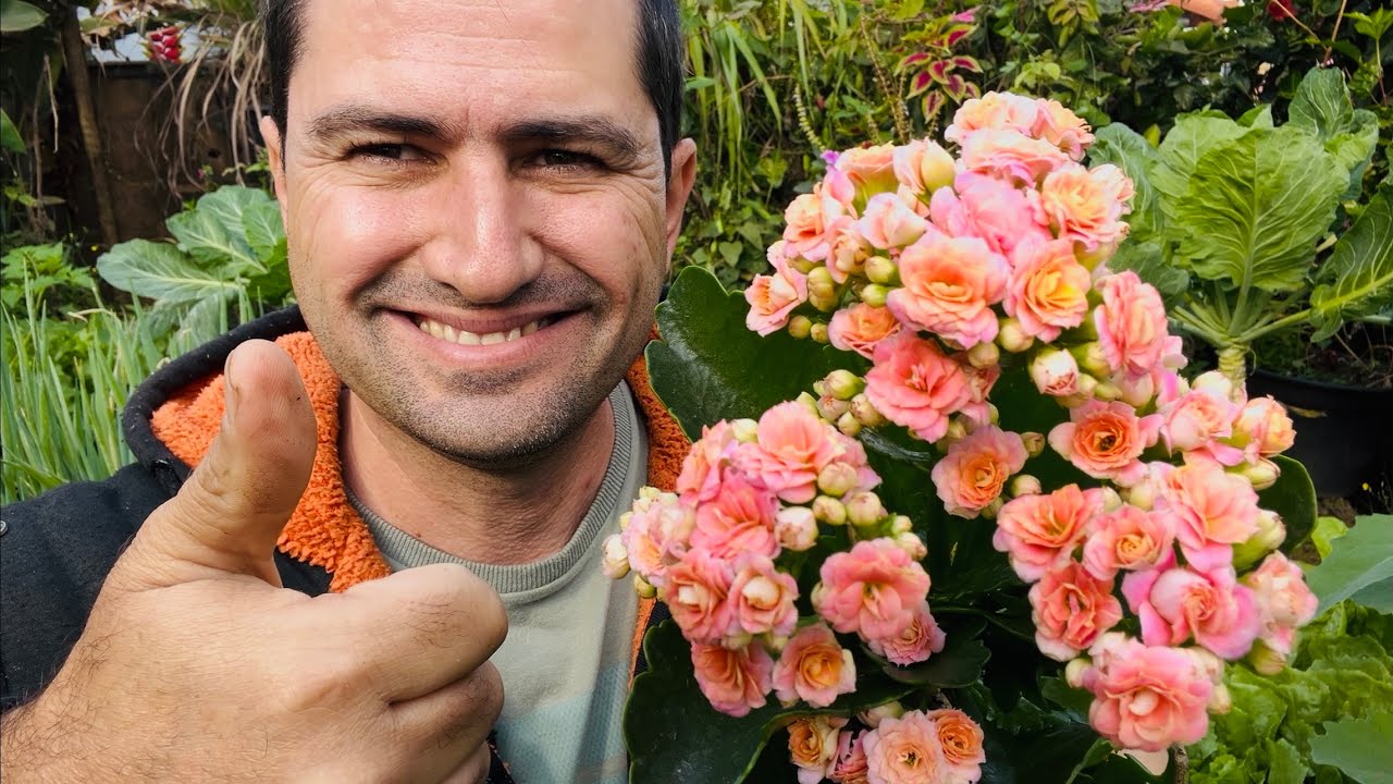 COMO FAZER PARA SEU KALANCHOE DURAR PRA SEMPRE