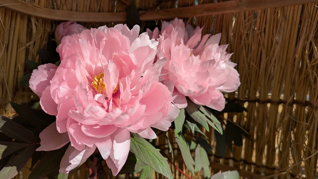 寒を遊ぶ　徳川園の冬牡丹を「ぶらヒロシ」