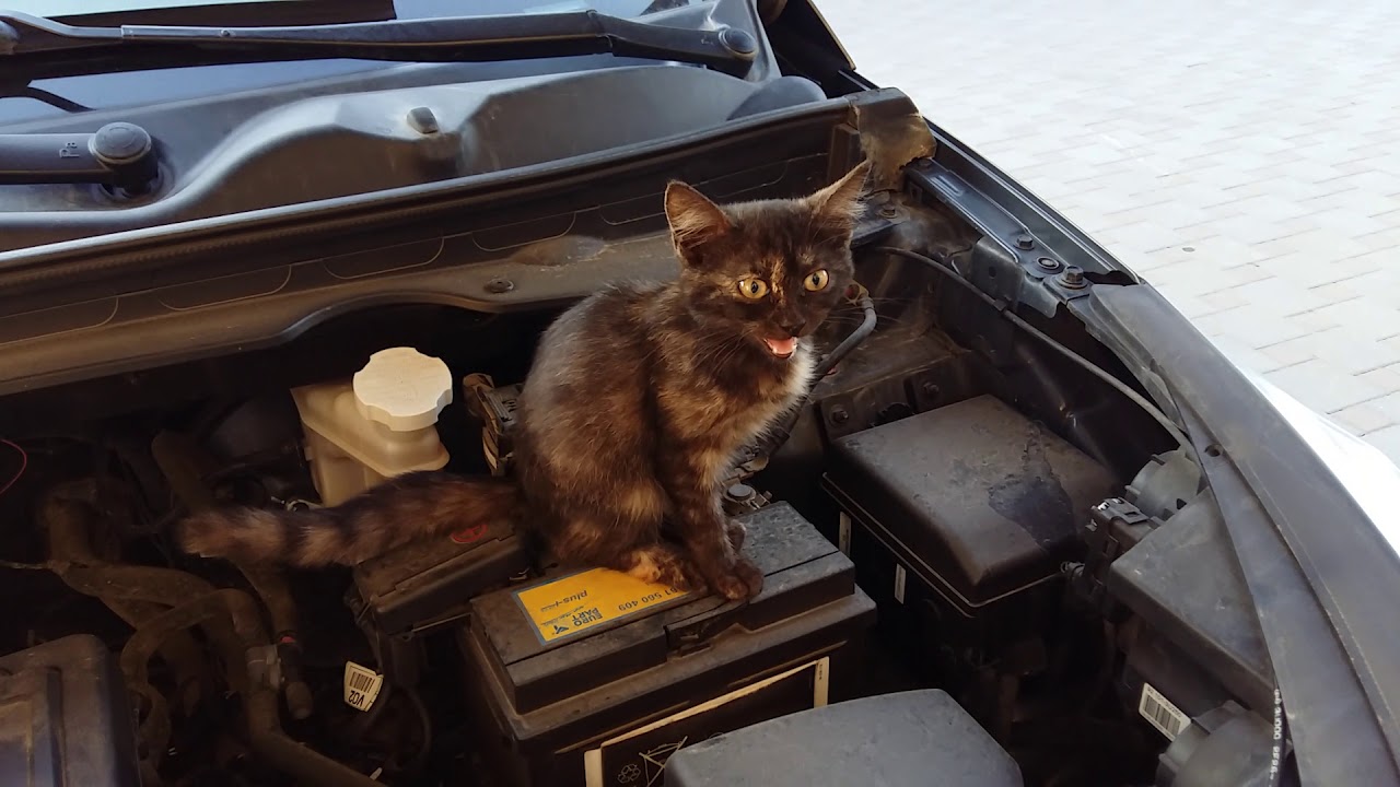 Кошка на капоте. Кот под капотом. Кошка на капоте машины. Животные под капотом авто. Кошка под капотом машины.