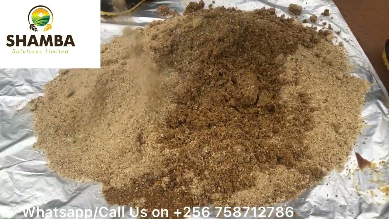 Предварительная ферментация/переваривание молочной муки с использованием микроорганизмов MolaPlus...