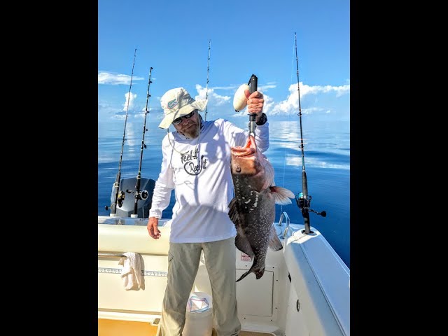 Two Big Red Grouper in the Gulf of Mexico 