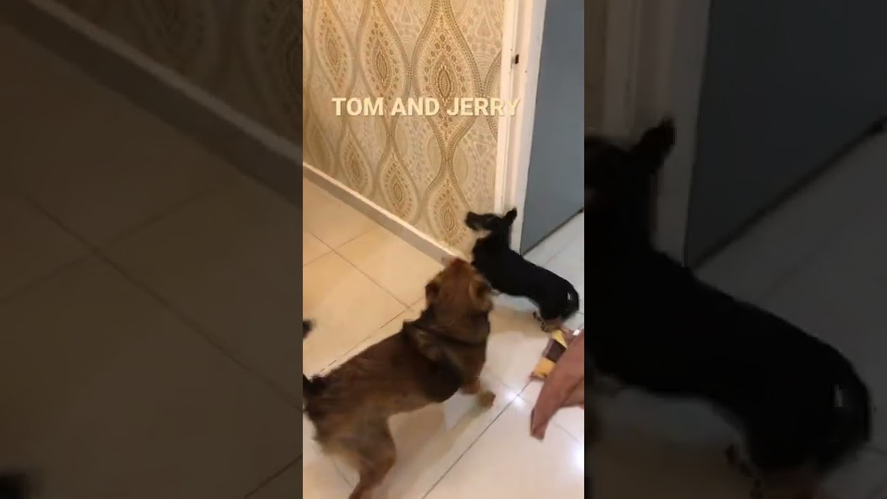 ⁣LUNA AND LEXI (PART 2)