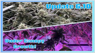 Mars Hydro | Update 6.10 | LemonadoZ - Late Flower!
